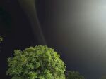 夜中绿树映光束