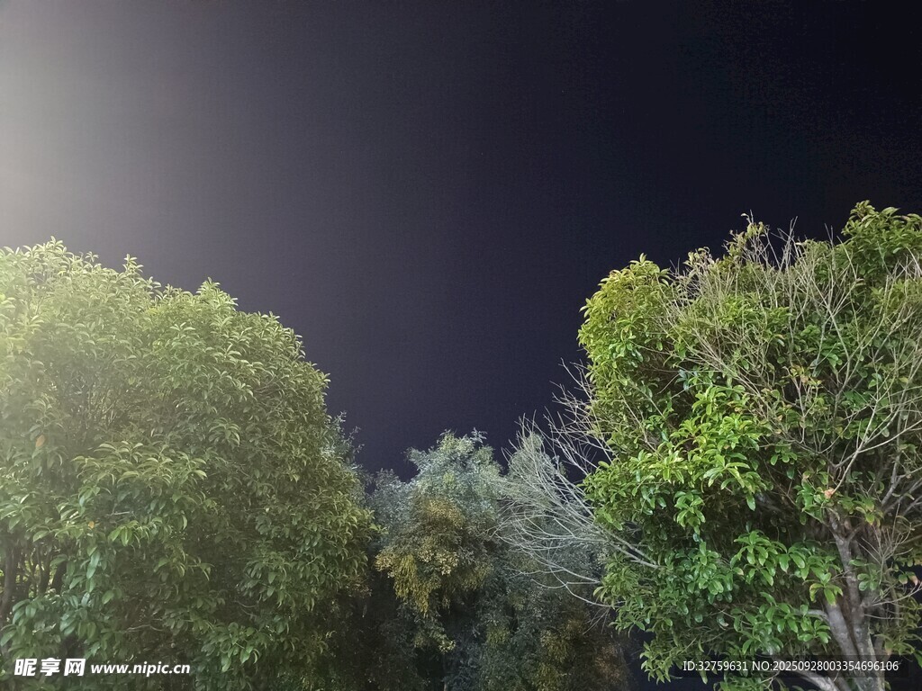 夜幕下的葱郁树林