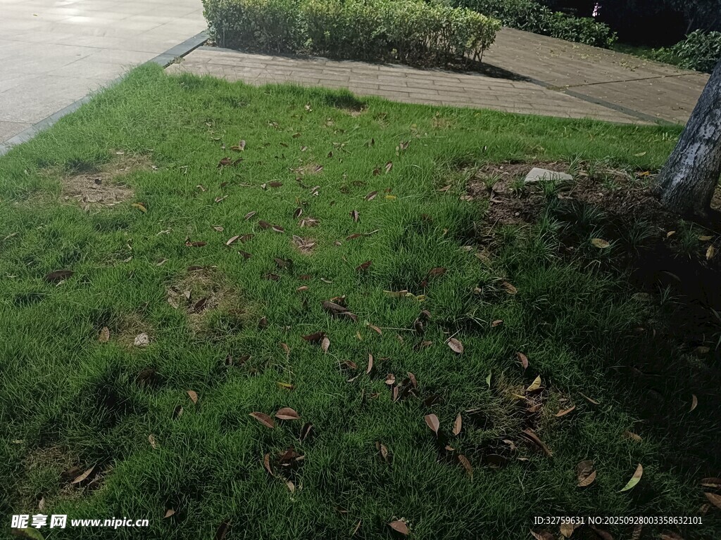 户外翠绿草地景象