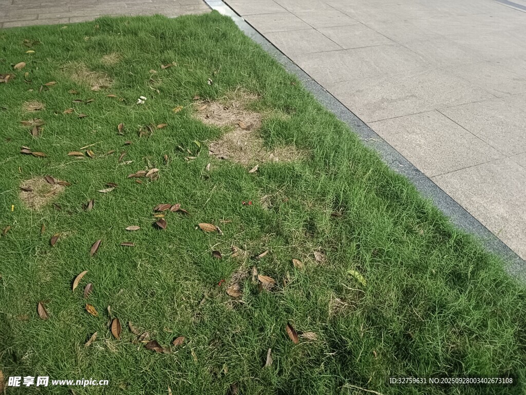 路边草地局部景象