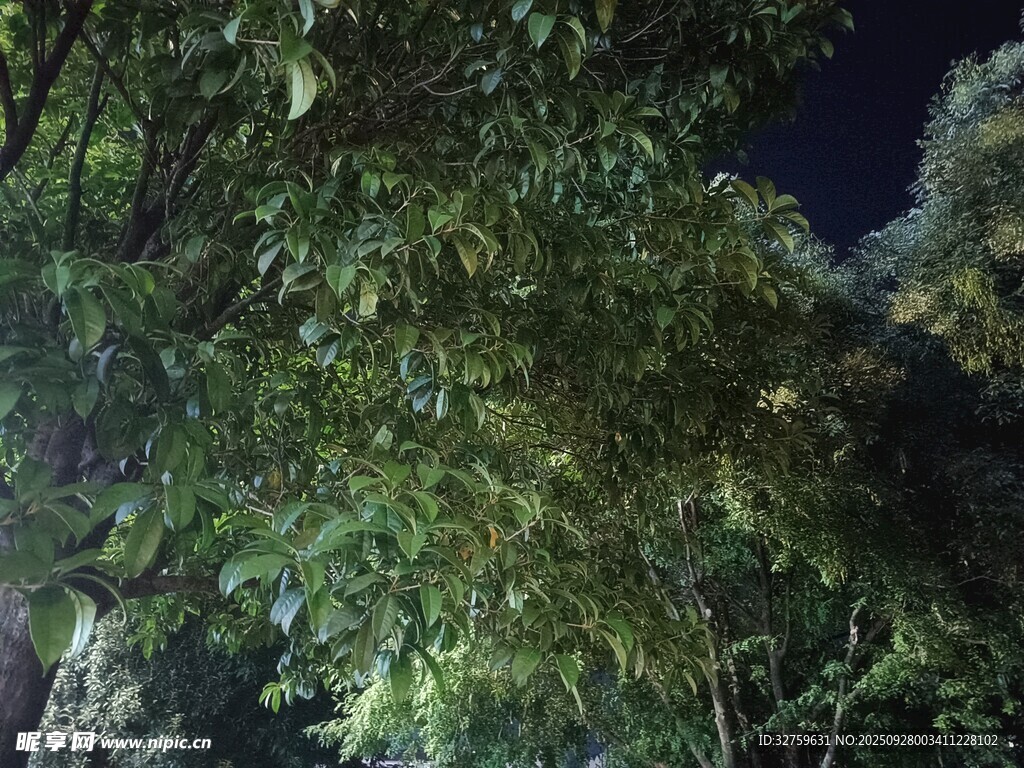 夜晚繁茂的绿树景象
