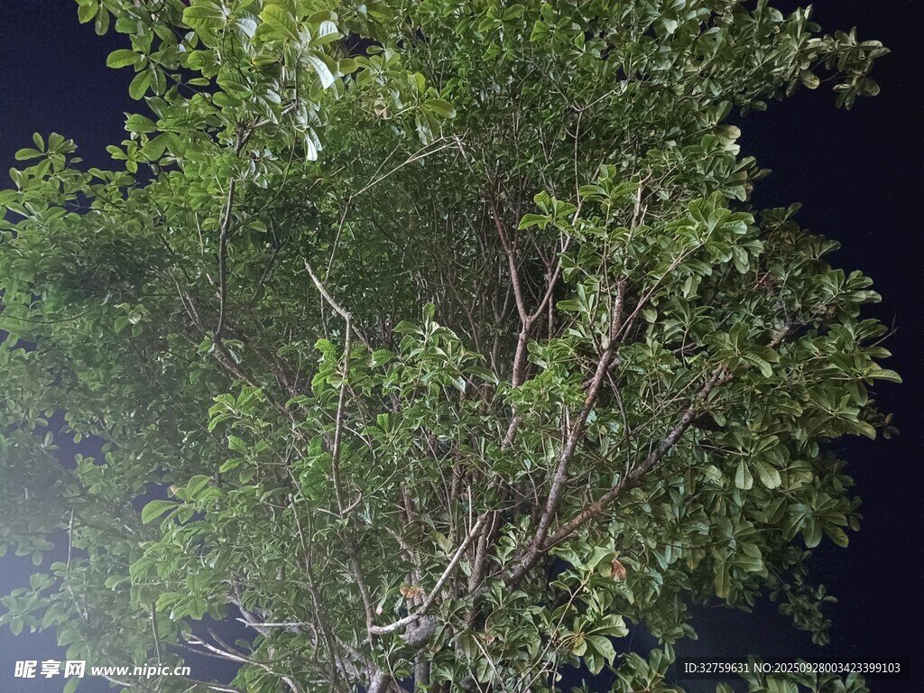 夜空中的繁茂绿树