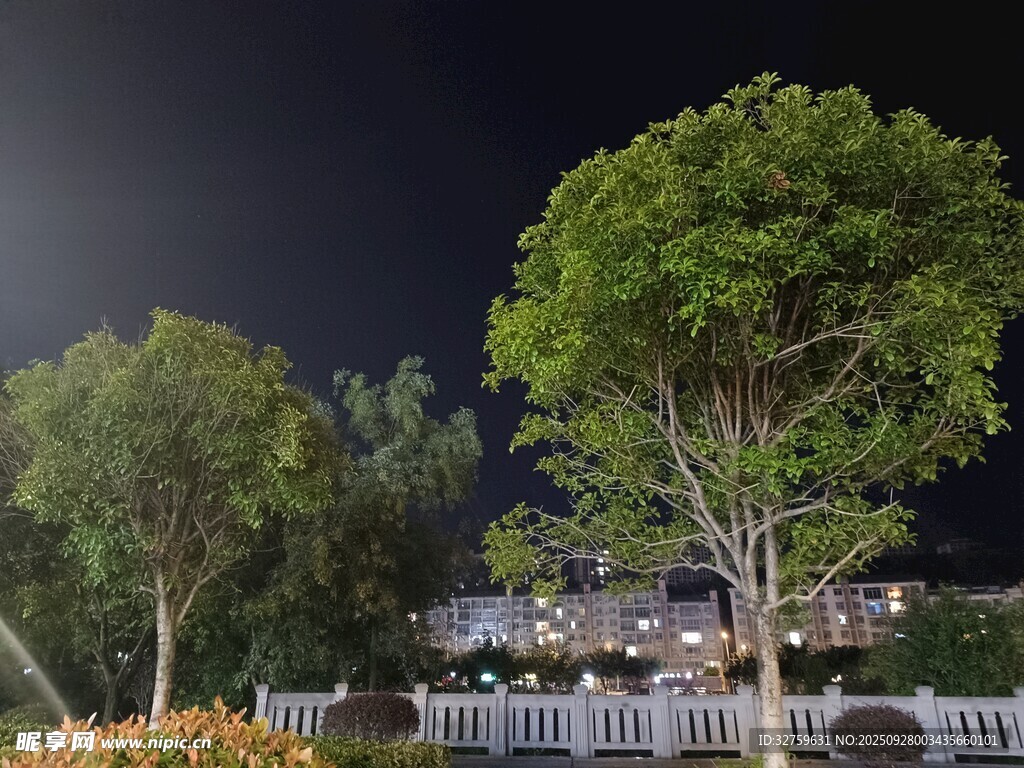 夜晚庭院绿树景观