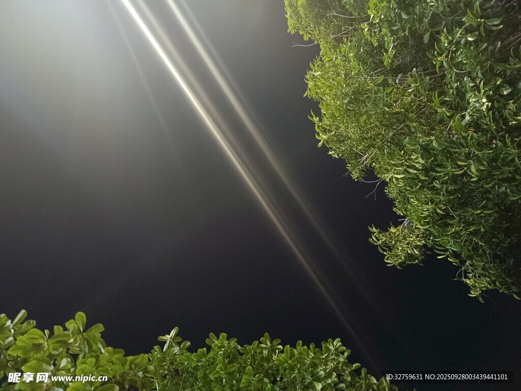 夜空中的光束与绿植