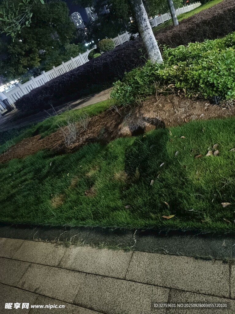 路边绿植景观