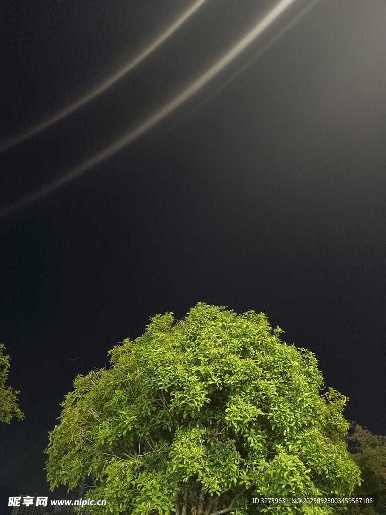 翠绿蓬松绿植特写