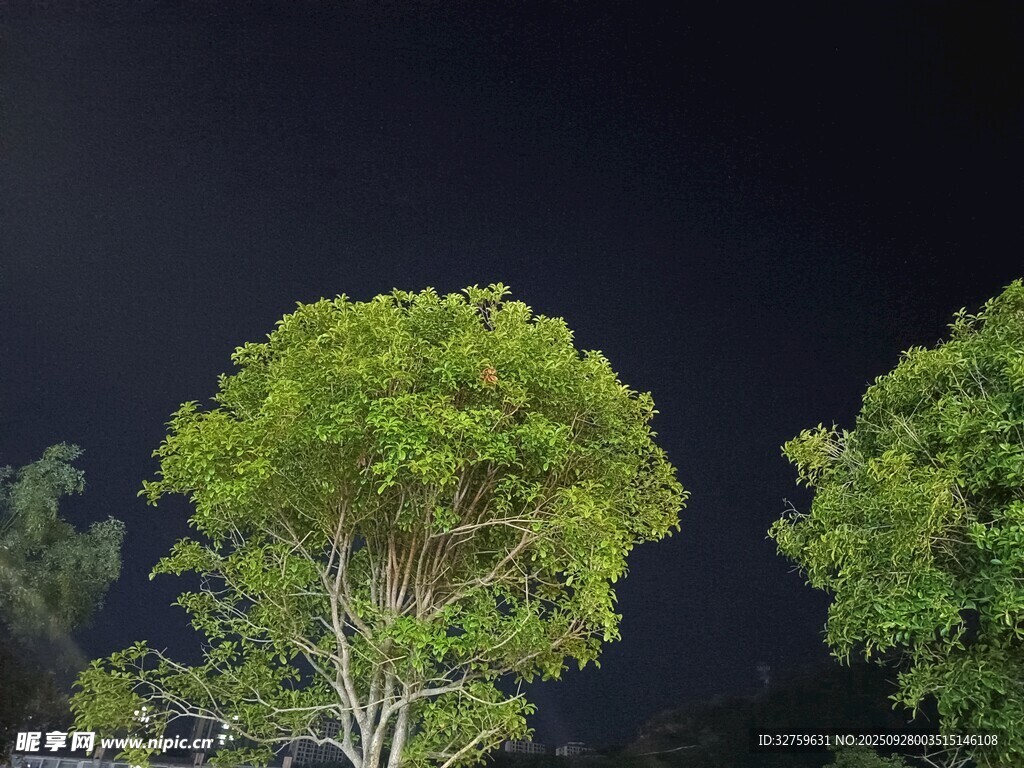 夜幕下的葱郁树木