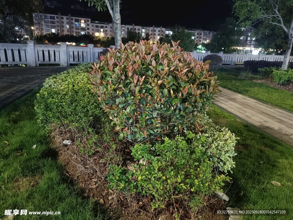夜晚街边绿植景观