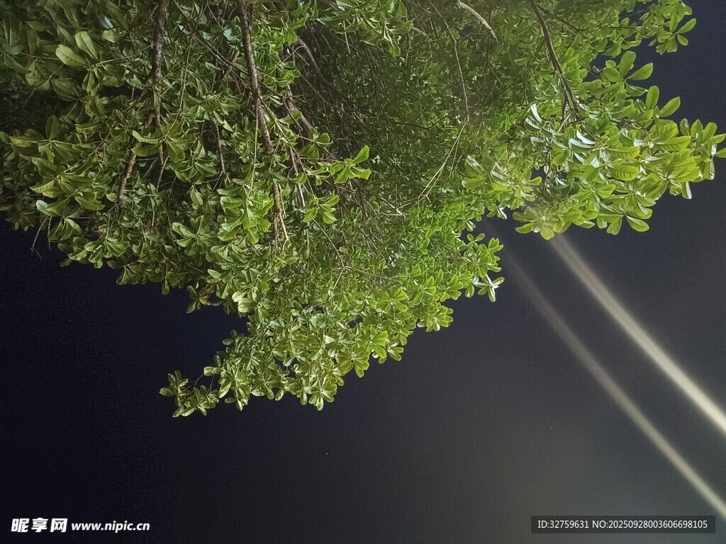 夜空下的繁茂树枝