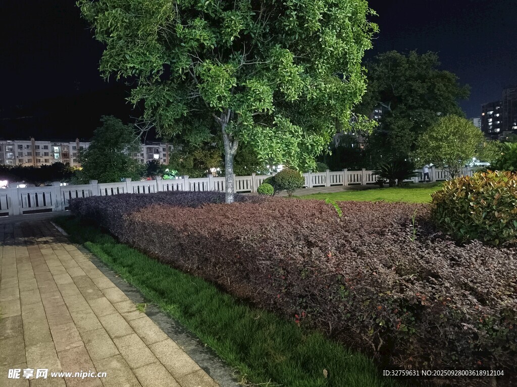 夜晚公园绿植景观