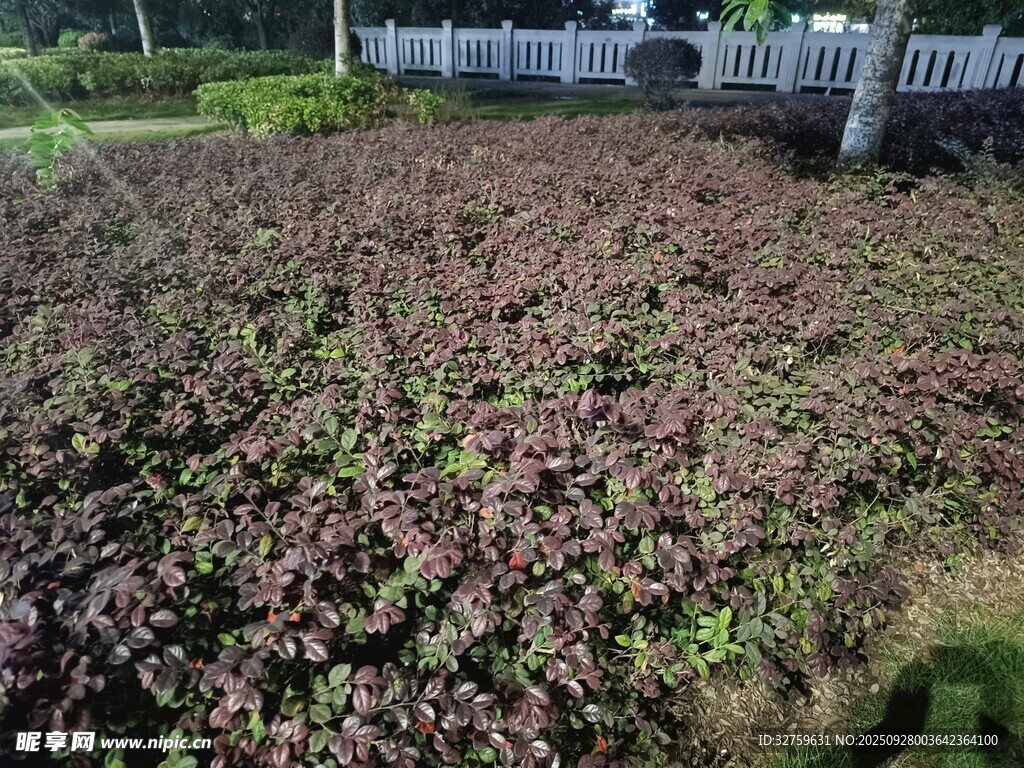 红叶植物景观