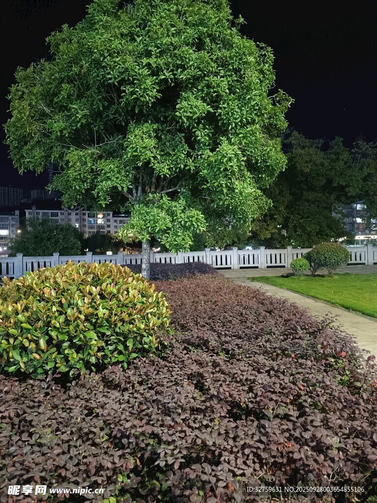 夜晚园林绿植景观