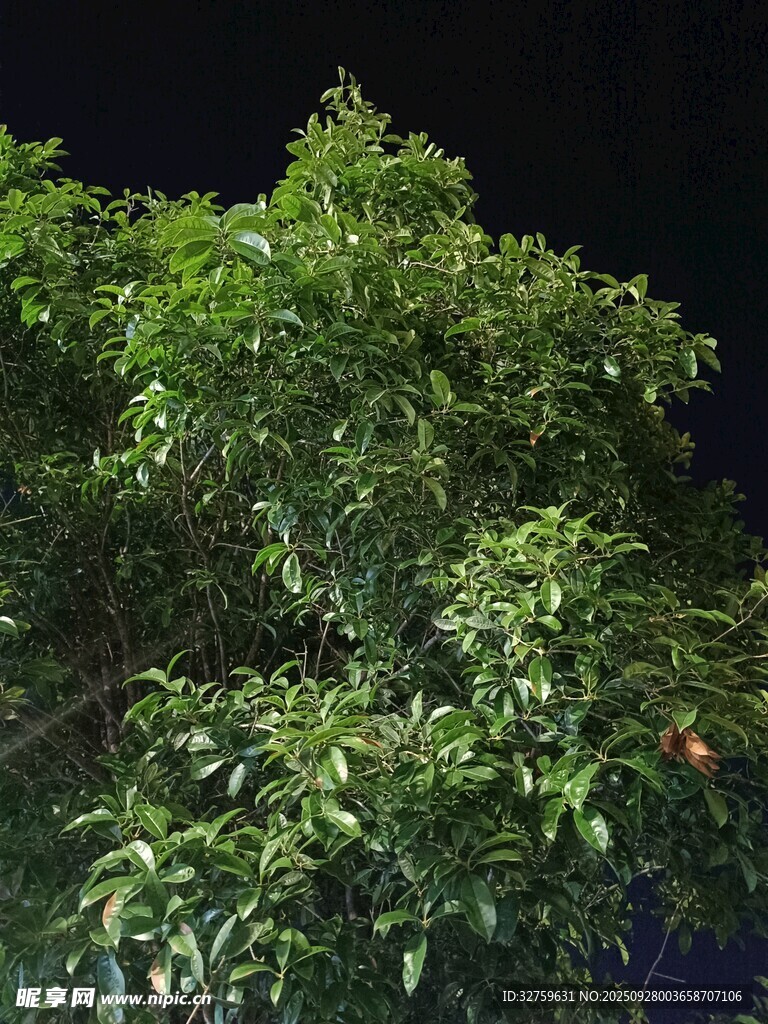 夜晚中的葱郁绿植