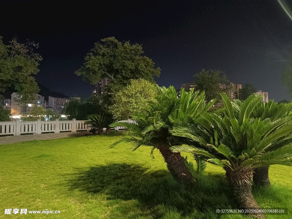 夜晚庭院中的绿植景观