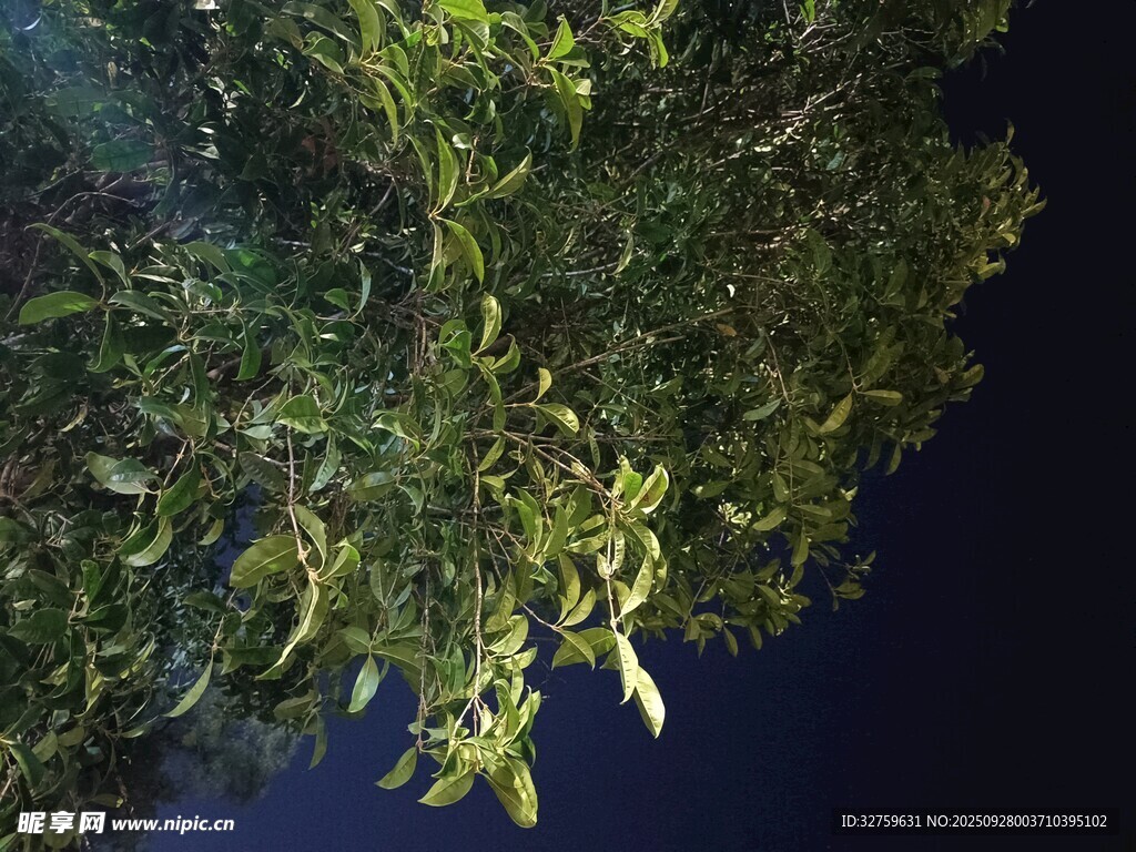 夜空下的繁茂树枝