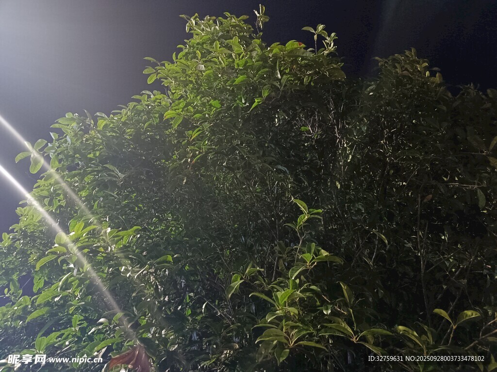 夜间绿植景象