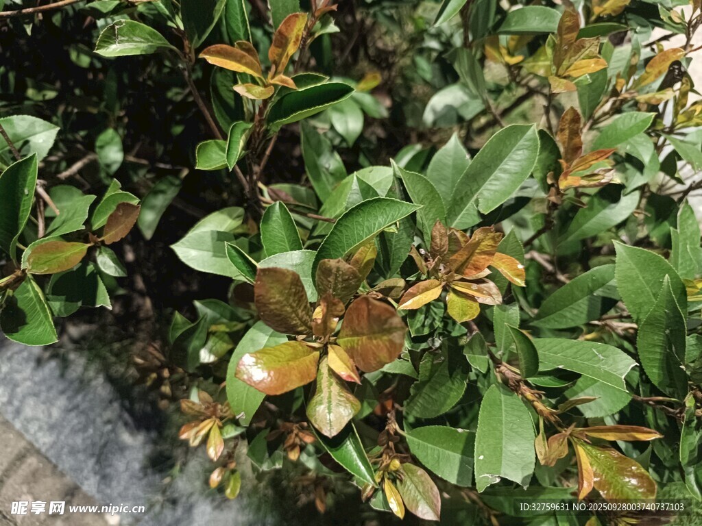 绿叶植物特写
