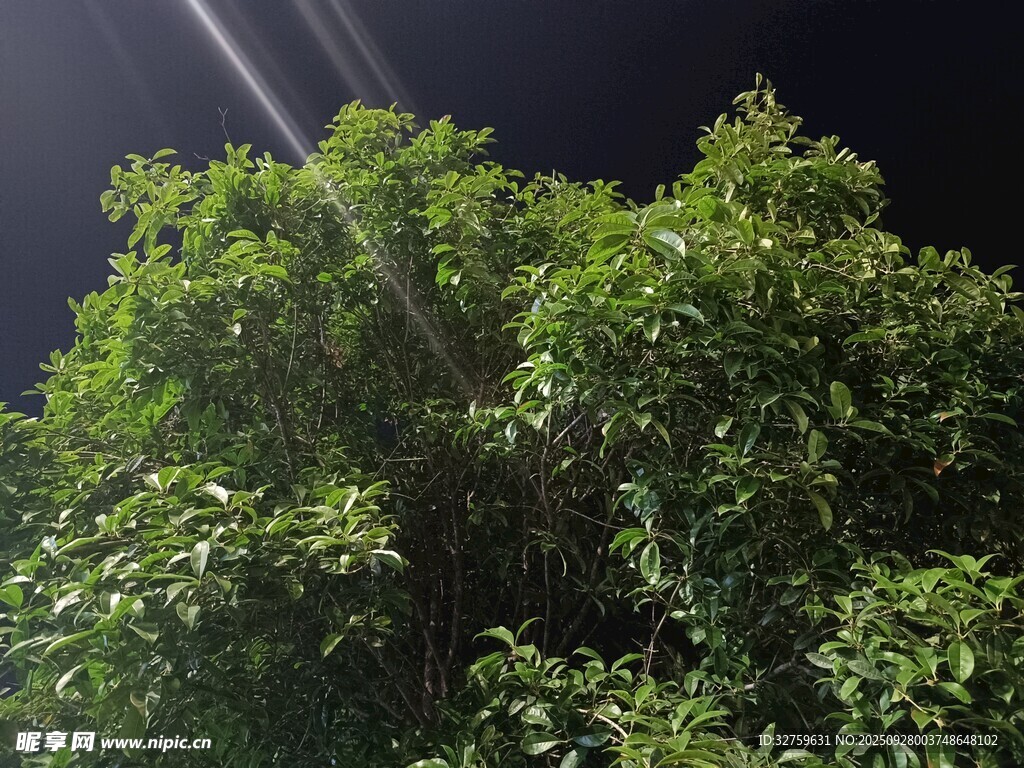 夜空中的葱郁绿树