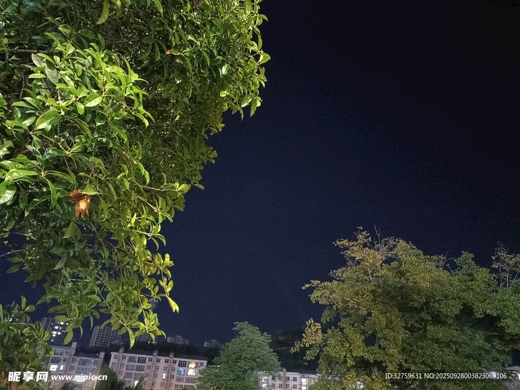 夜晚绿树掩映下的静谧景象