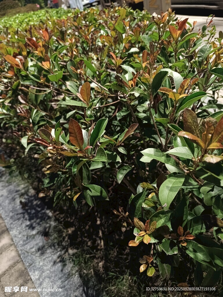 红叶灌木景观
