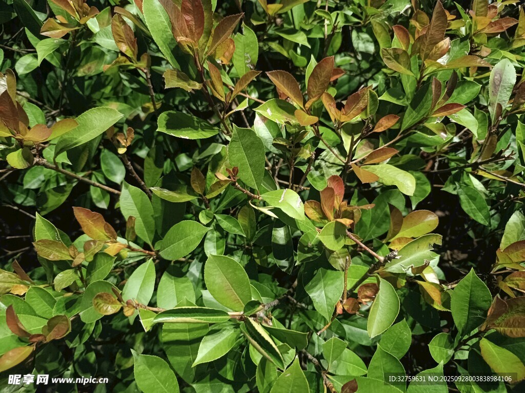 绿叶与红叶交织的植物景观
