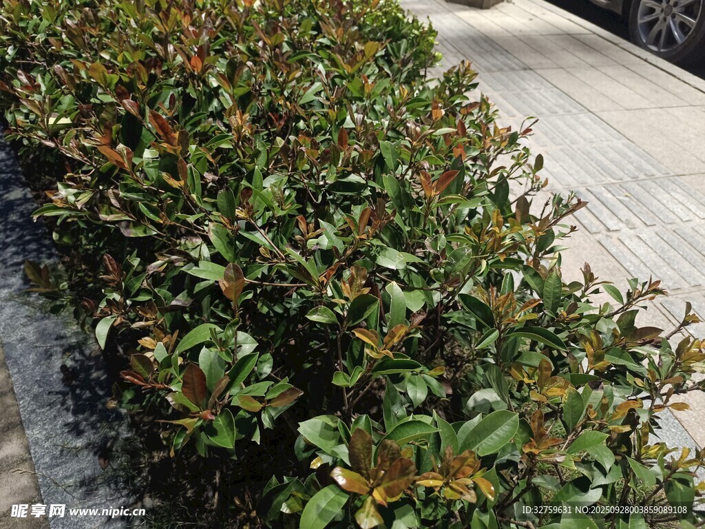 整齐绿植景观