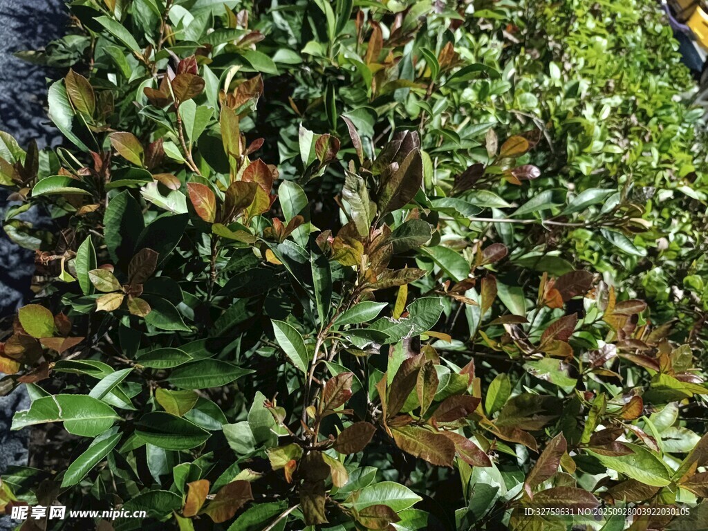 绿叶植物特写