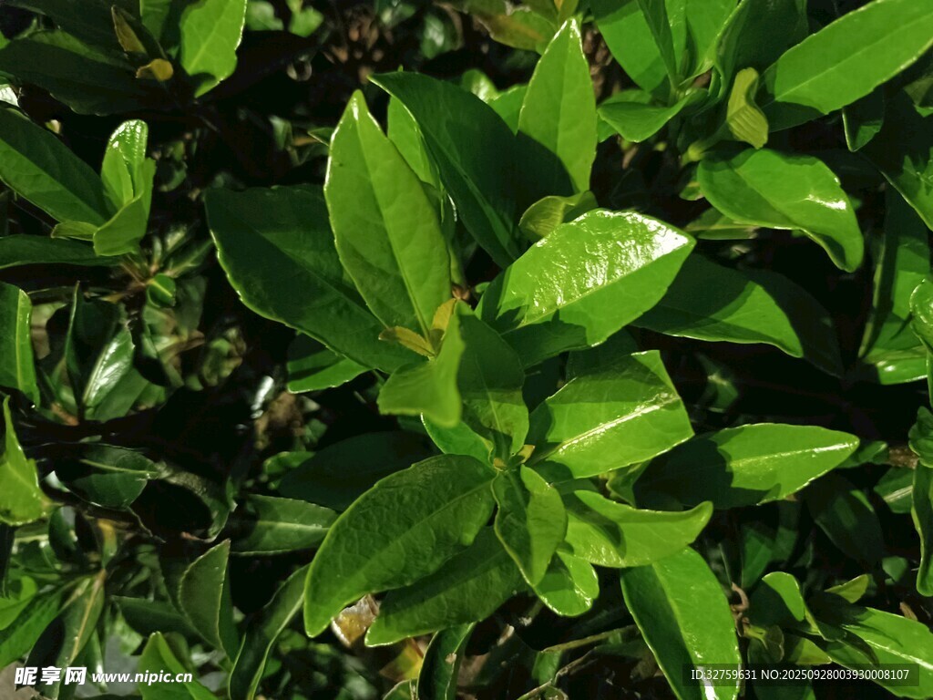 翠绿繁茂的清新植物叶片