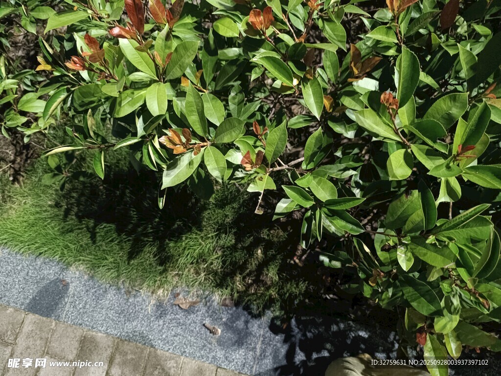 绿叶间的红果植物景观