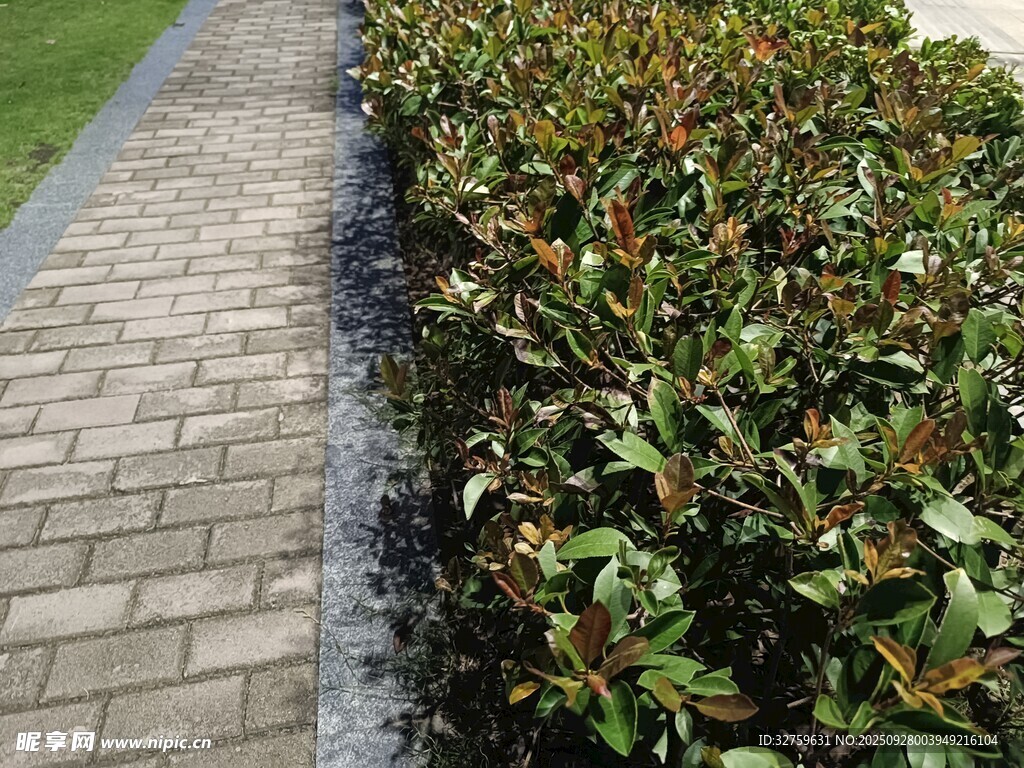 砖砌小径旁的绿植景观