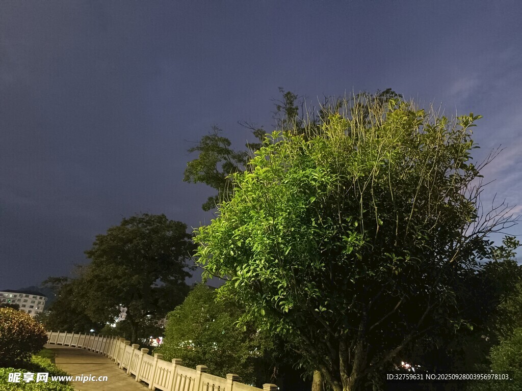 夜幕下的绿树与蜿蜒小路