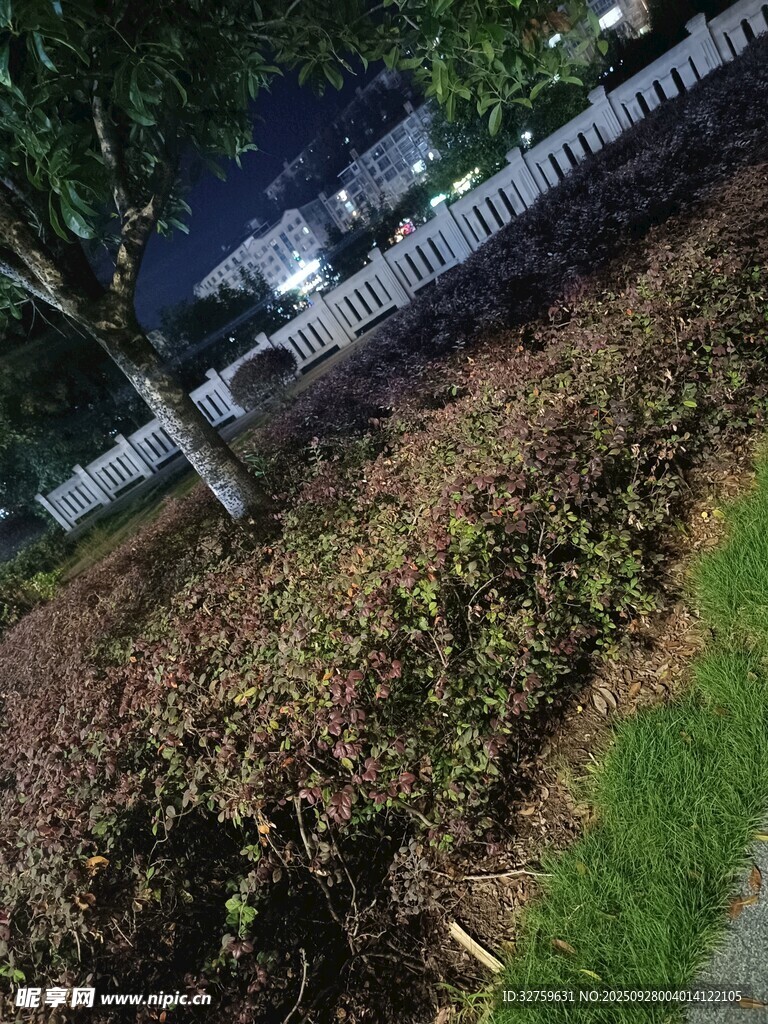 夜晚公园绿植景观