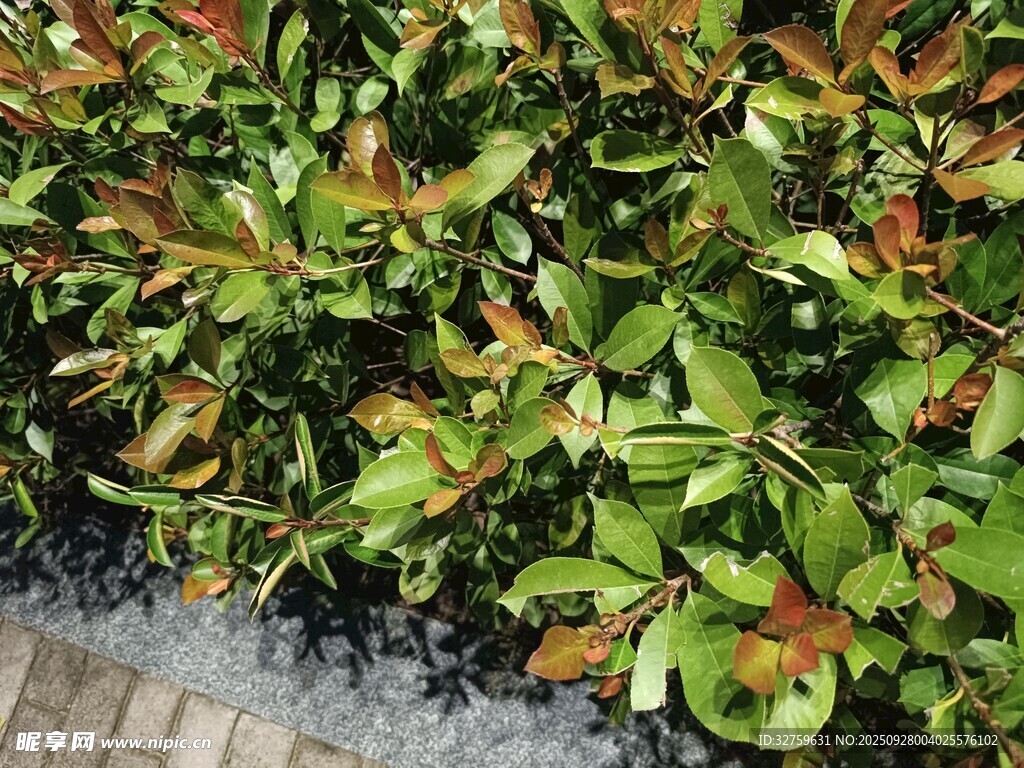 绿叶红边植物景观