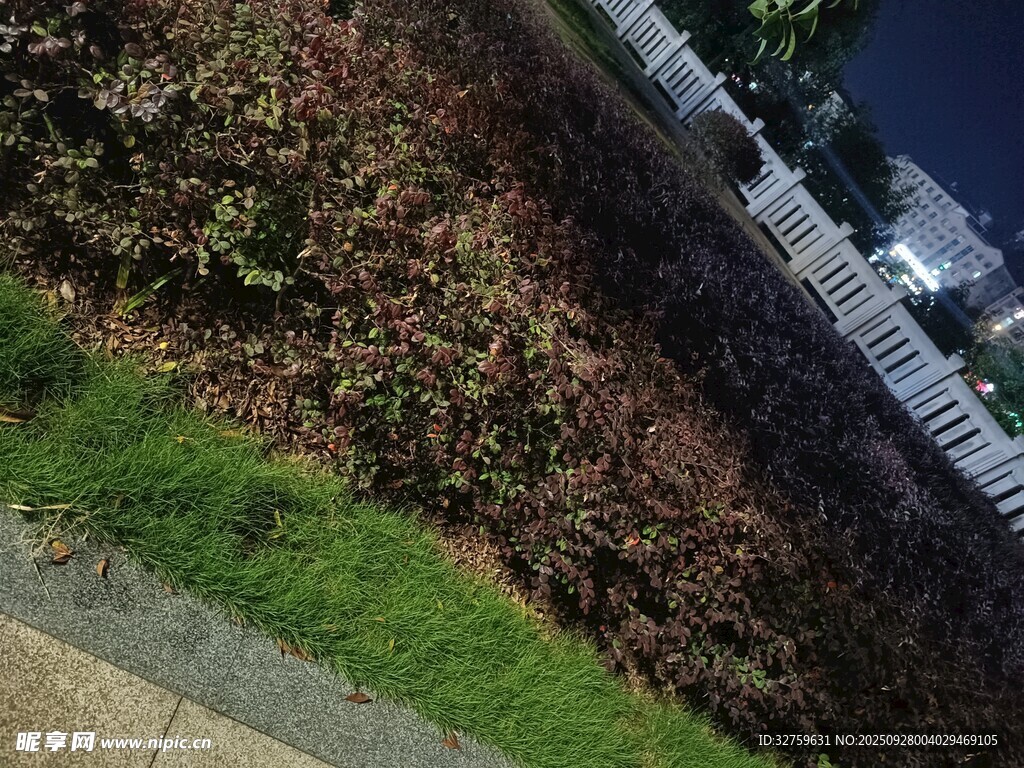 路边绿植景观