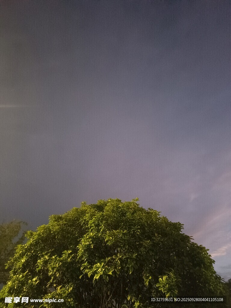 夜幕下的葱郁树冠