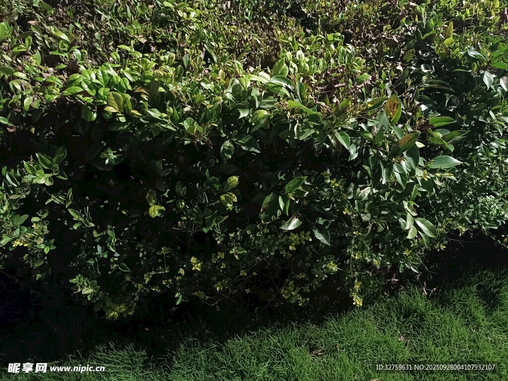 绿叶繁茂的灌木景观
