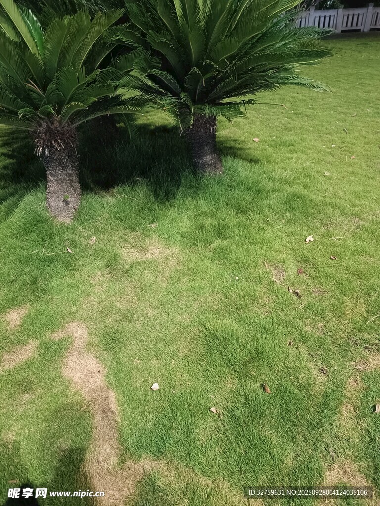 草坪上的两株绿植