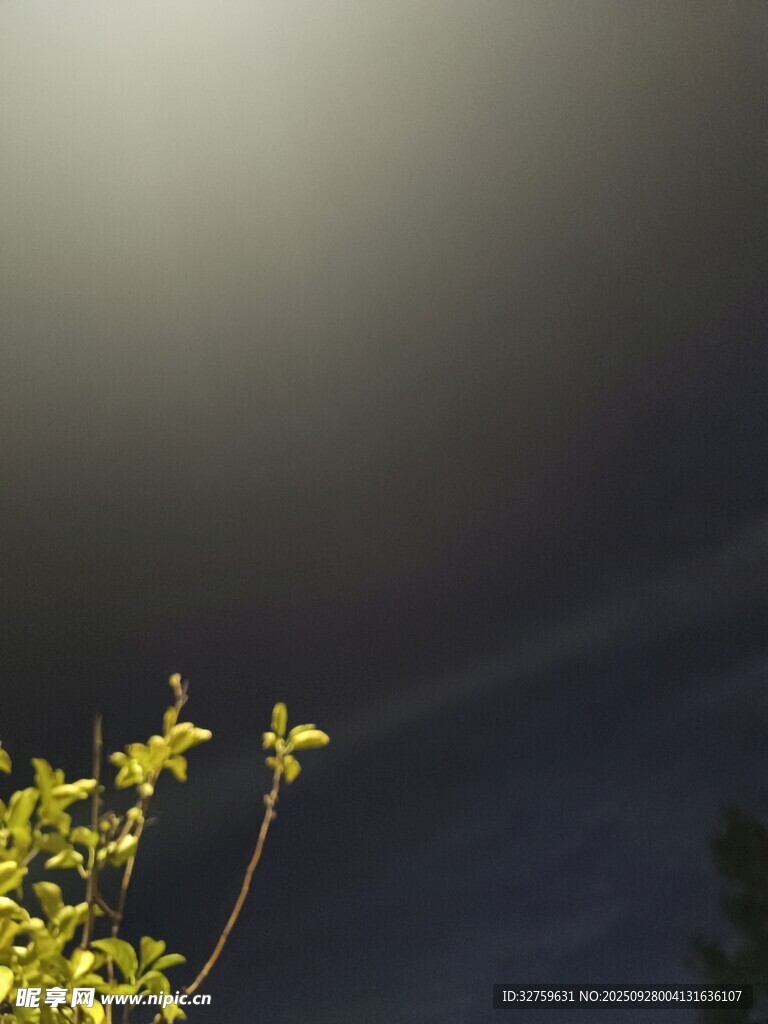 暗夜中绽放的金黄小花