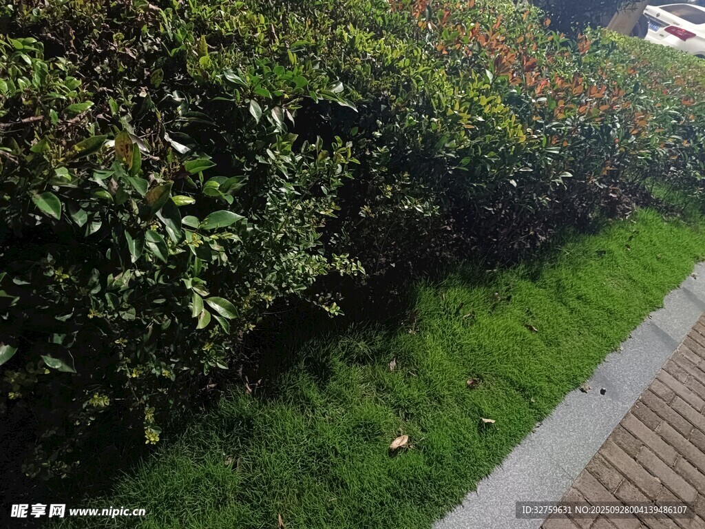 路边绿植景观