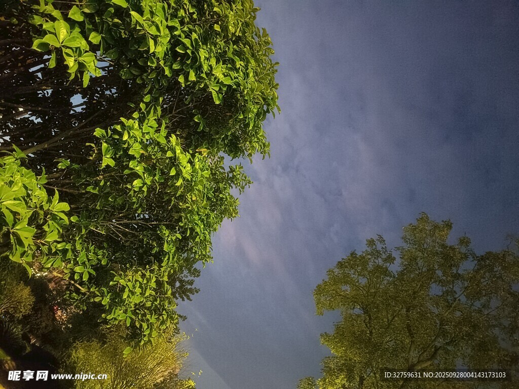 仰视绿树与阴沉天空