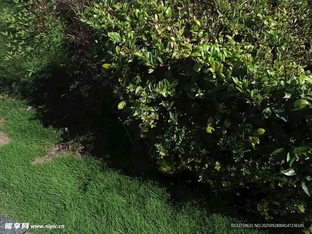 绿意盎然的灌木与草地