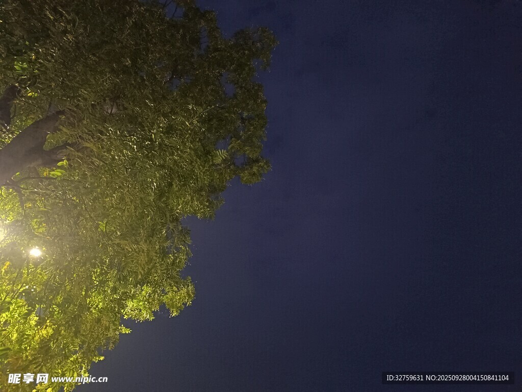 夜空中的树影与微光