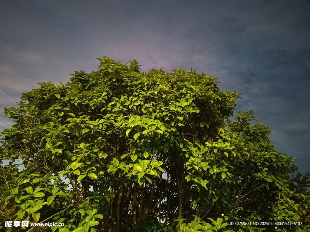 繁茂绿树映衬阴沉天空