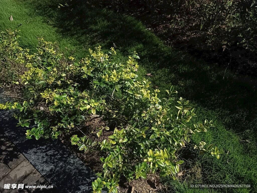阳光下的翠绿植物