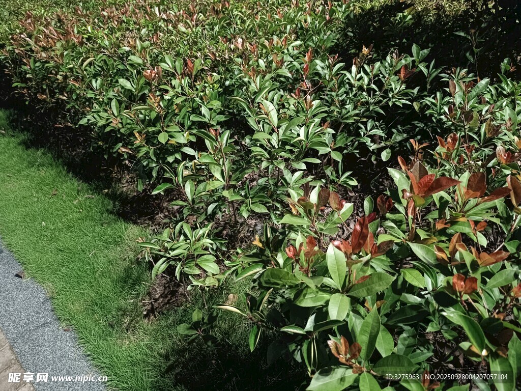 绿叶红果的植物景观
