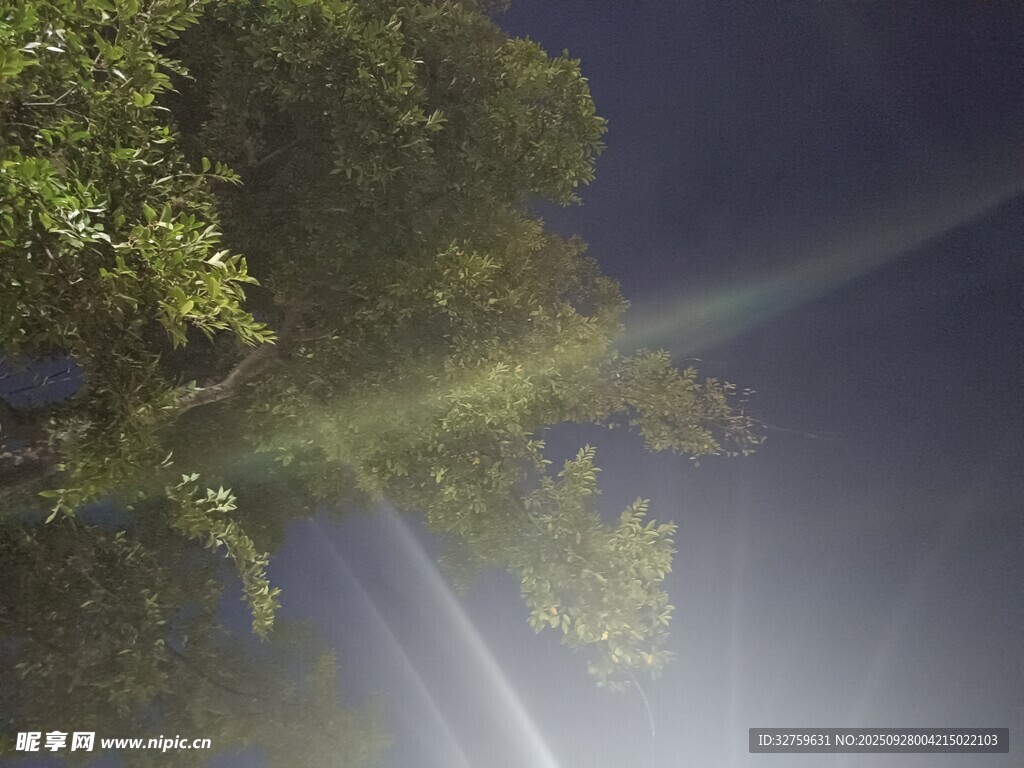 林间光束穿透绿叶美景