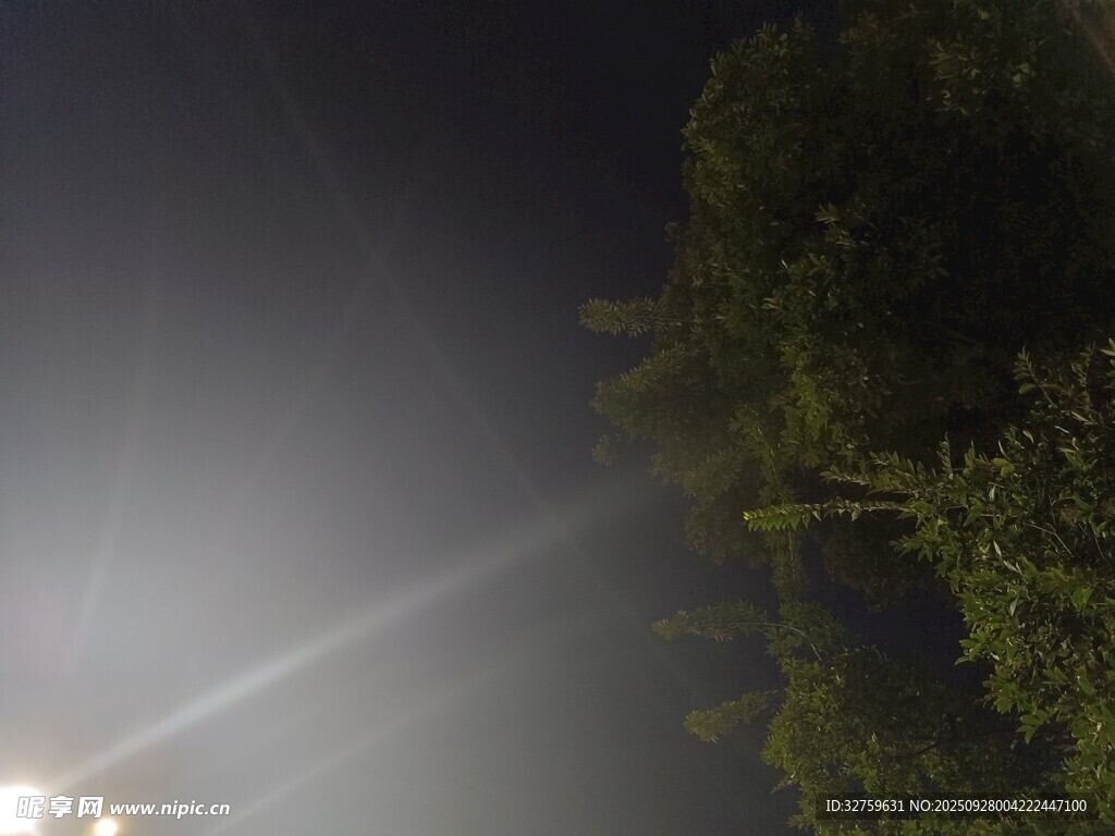 夜晚灯光下的绿植景象