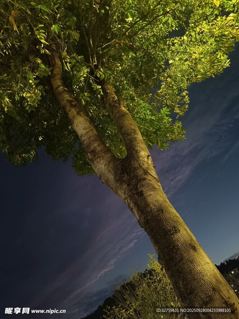 夜幕下的挺拔大树