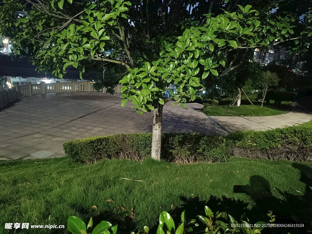 路边绿意盎然的树木景观