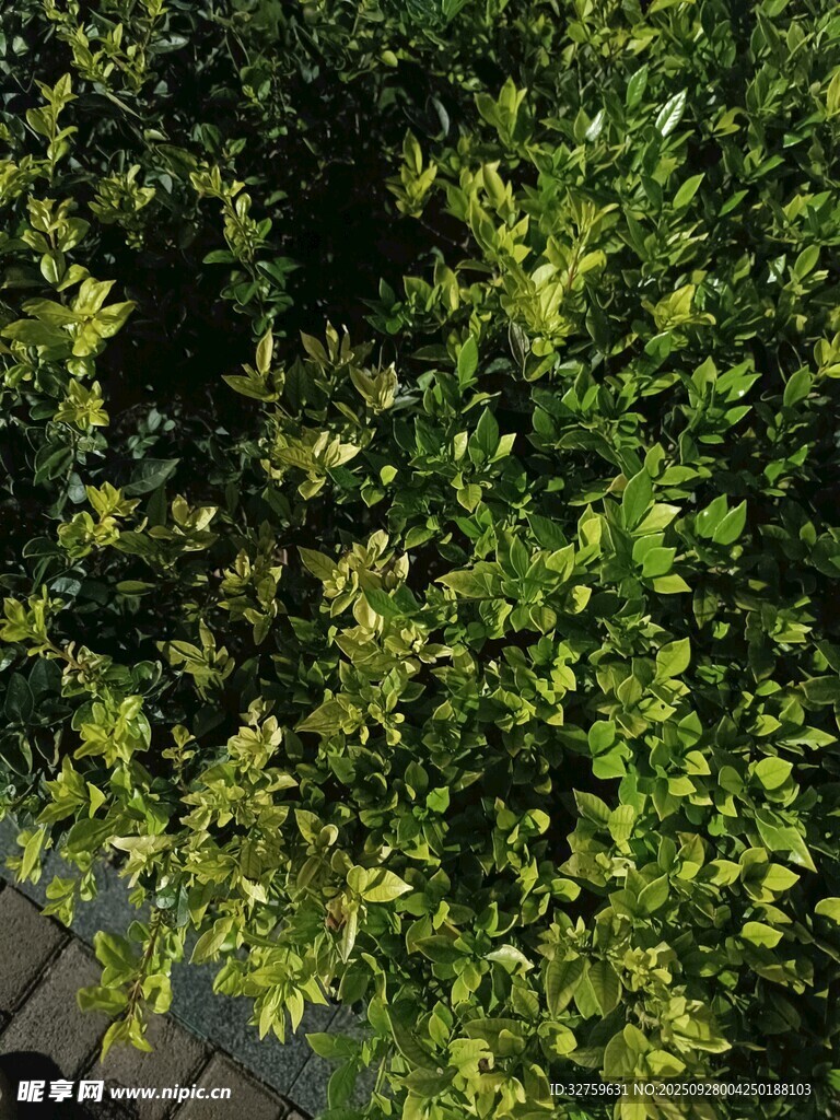 翠绿繁茂的植物景观